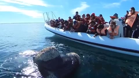 🤯✨ Close Encounter: Whale Swims Alongside Tour Boat in Argentina! | FeedMyCuriosity