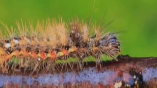 🪰 Silent Drummers The Secret Signals of Geometer Moth Larvae 🎶🍃