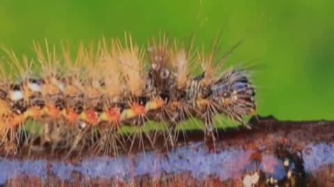 🪰 Silent Drummers The Secret Signals of Geometer Moth Larvae 🎶🍃