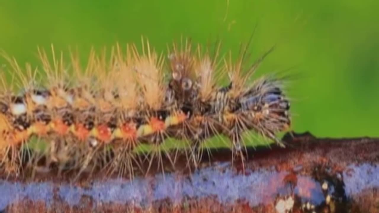 🪰 Silent Drummers The Secret Signals of Geometer Moth Larvae 🎶🍃