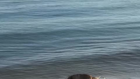 Dog Spotted Surfing at the Beach