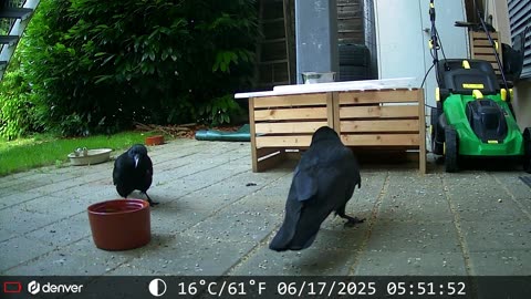 Carrion Crow female and male - Rabenkrähenpärchen