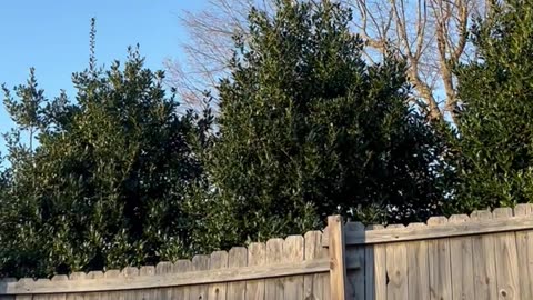 Balloon in Tree Princess
