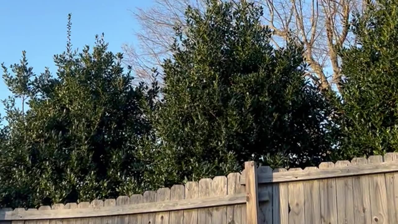 Balloon in Tree Princess