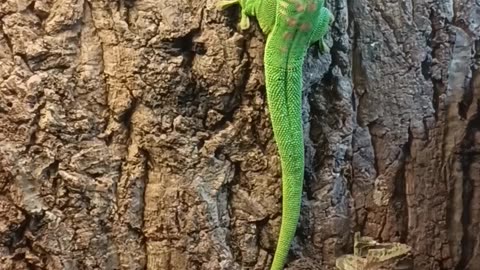 Madagascar Day Gecko