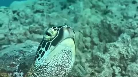 Sea Turtle Hello