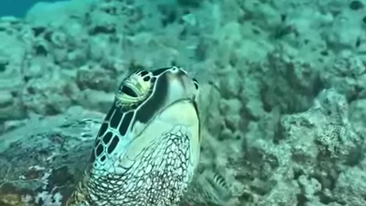 Sea Turtle Hello