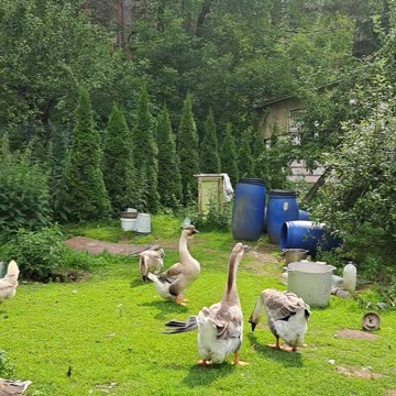 Geese Geese Ga Ga Ga! Funny Yard Walk
