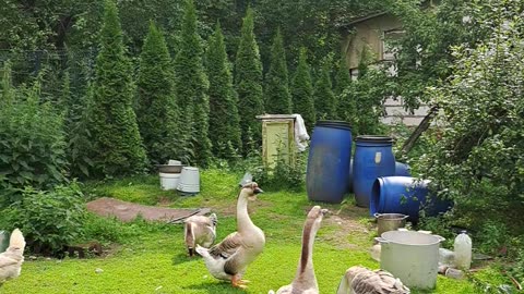 Geese Geese Ga Ga Ga! Funny Yard Walk
