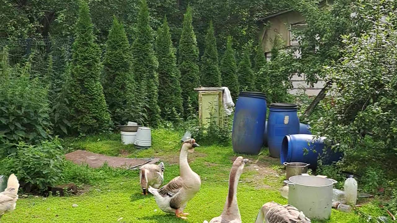 Geese Geese Ga Ga Ga! Funny Yard Walk