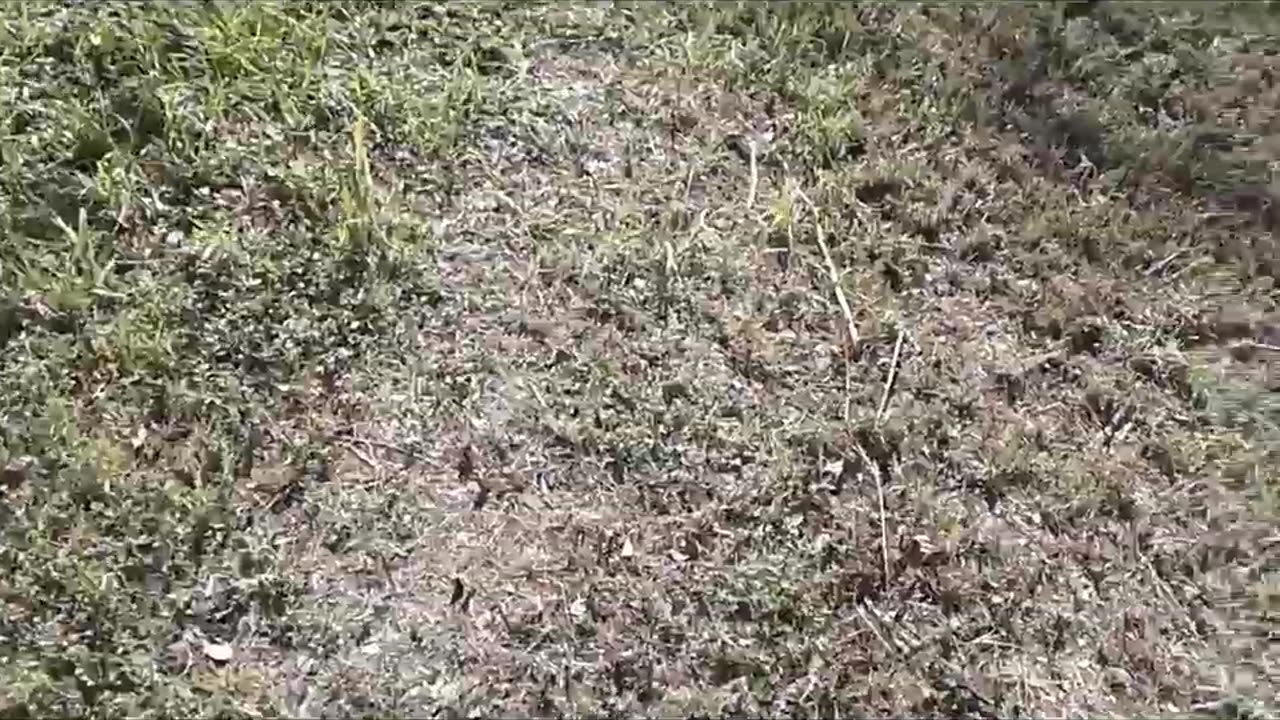 $8,000 Backyard Dumpster Dive (Part 1 of 2)