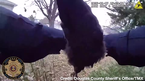 Lucky Clucker! Colorado Deputy Tracks Down Escaped Chicken