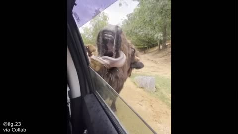 Animal funny 🤣 moment 😄