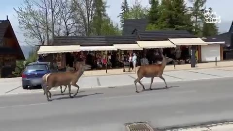 Pets and animals do the funniest things!