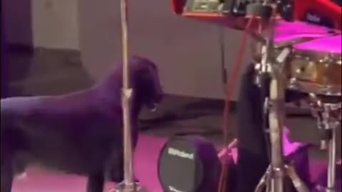 The drummer gave that adorable little dog a burst of joy! 😁 I love this scene. ❤️