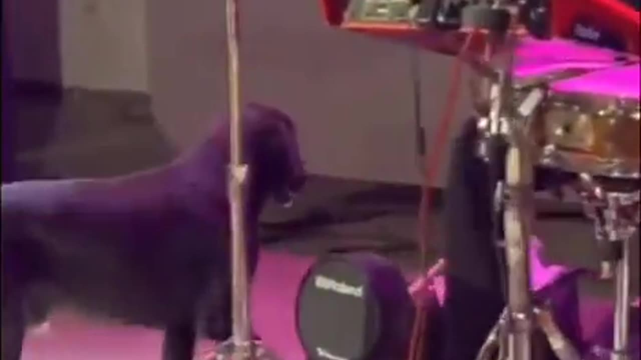 The drummer gave that adorable little dog a burst of joy! 😁 I love this scene. ❤️