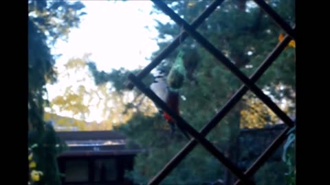 woodpecker-is-a-balcony-tikka
