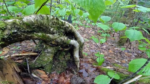 Rad Roots
