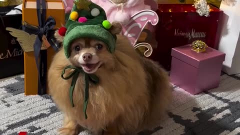 Pomeranian Playing Piano for Christmas