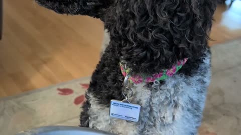 🤣🐶 Feeding the Dog Goes Hilariously Wrong! | FunFM
