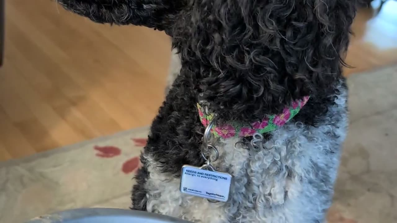 🤣🐶 Feeding the Dog Goes Hilariously Wrong! | FunFM