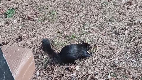 Wild squirrel friend getting closer and closer in the park.