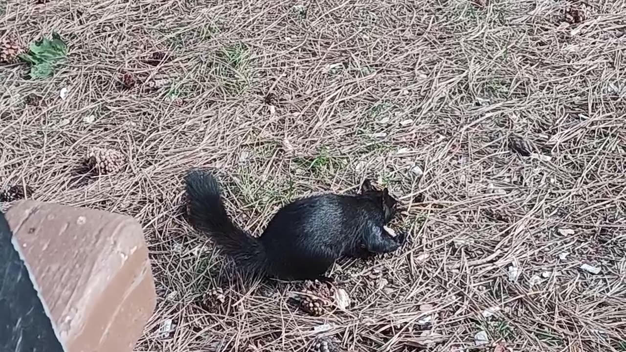 Wild squirrel friend getting closer and closer in the park.