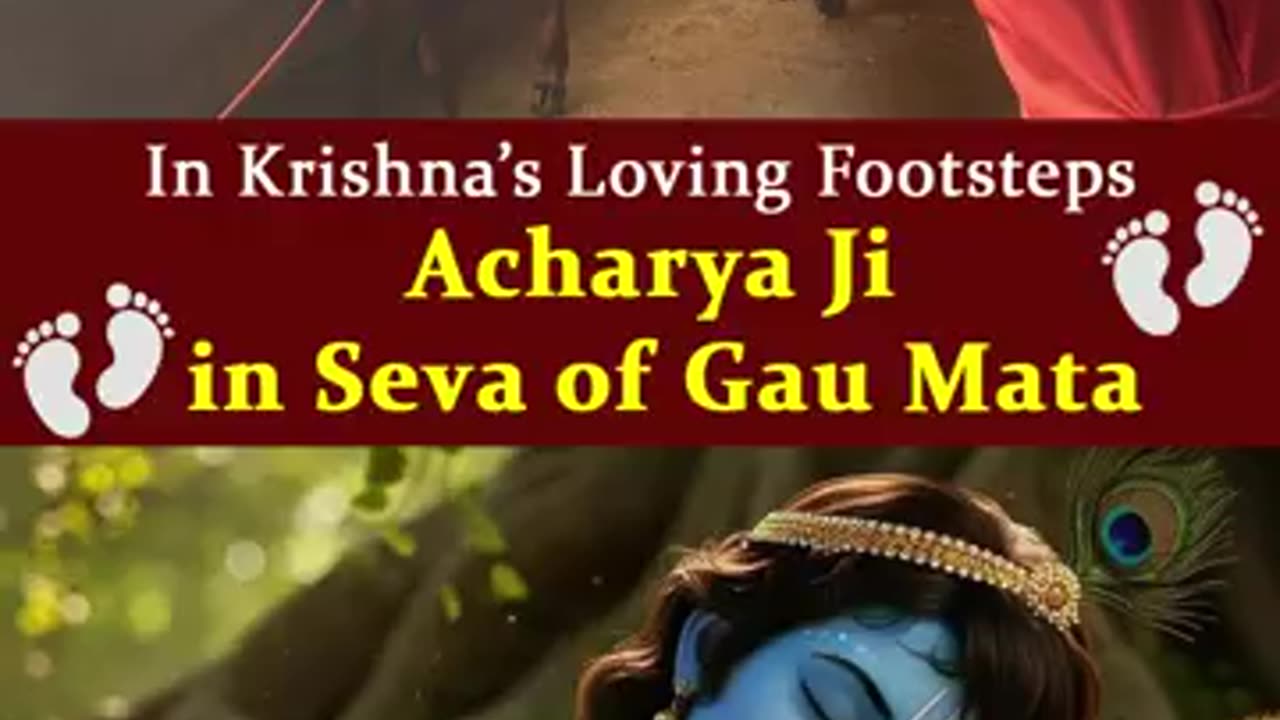 Krishna Love in Action: Gau Seva| krishnaastami Devfoundation