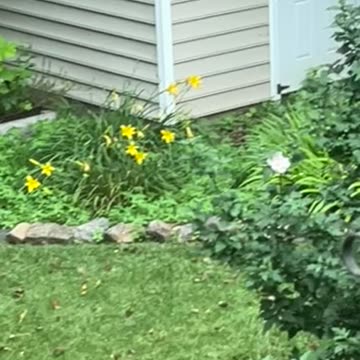 Ep. 466 "Flowers" by Patrick Henry The Batman