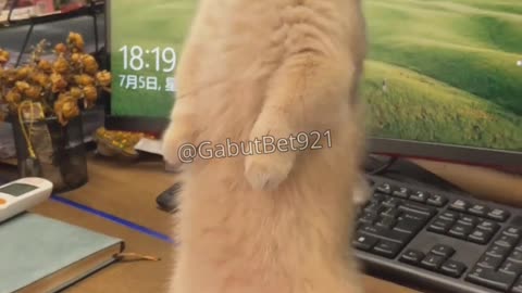 funny cat