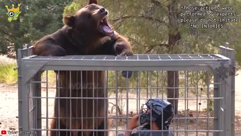 When Animals Go On A Rampage And Got Caught On Camera !