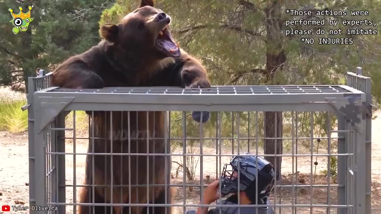 When Animals Go On A Rampage And Got Caught On Camera !