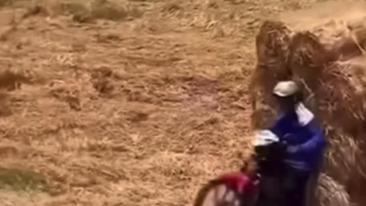 Funny animals
