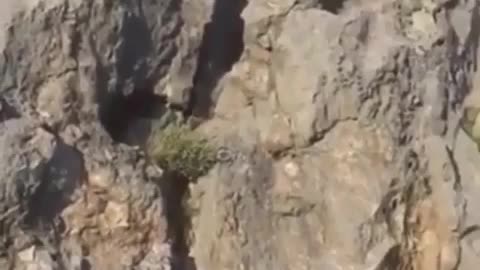 Bears are excellent climbers