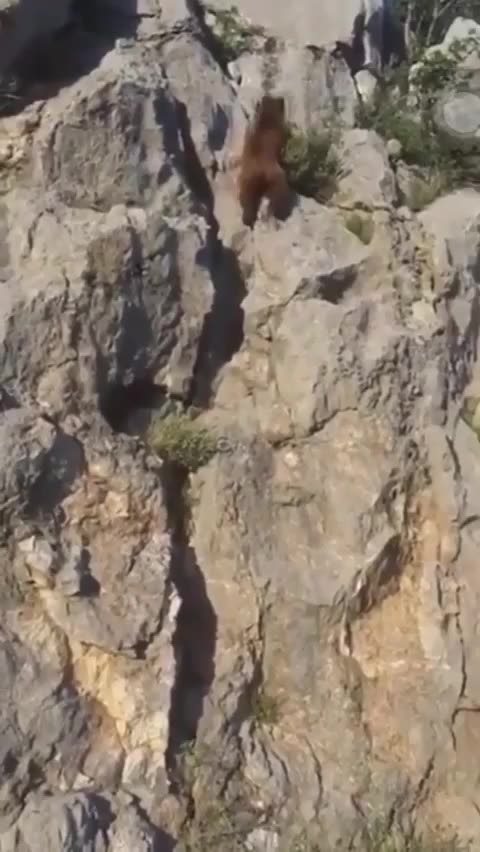 Bears are excellent climbers