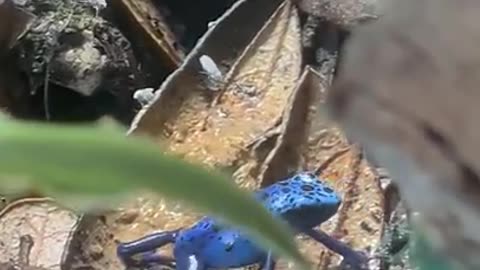Valor the blue poison dart frog was excited for dinner! #dartfrogs