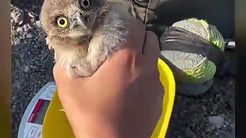 Baby Owl Has NO Survival Instincts