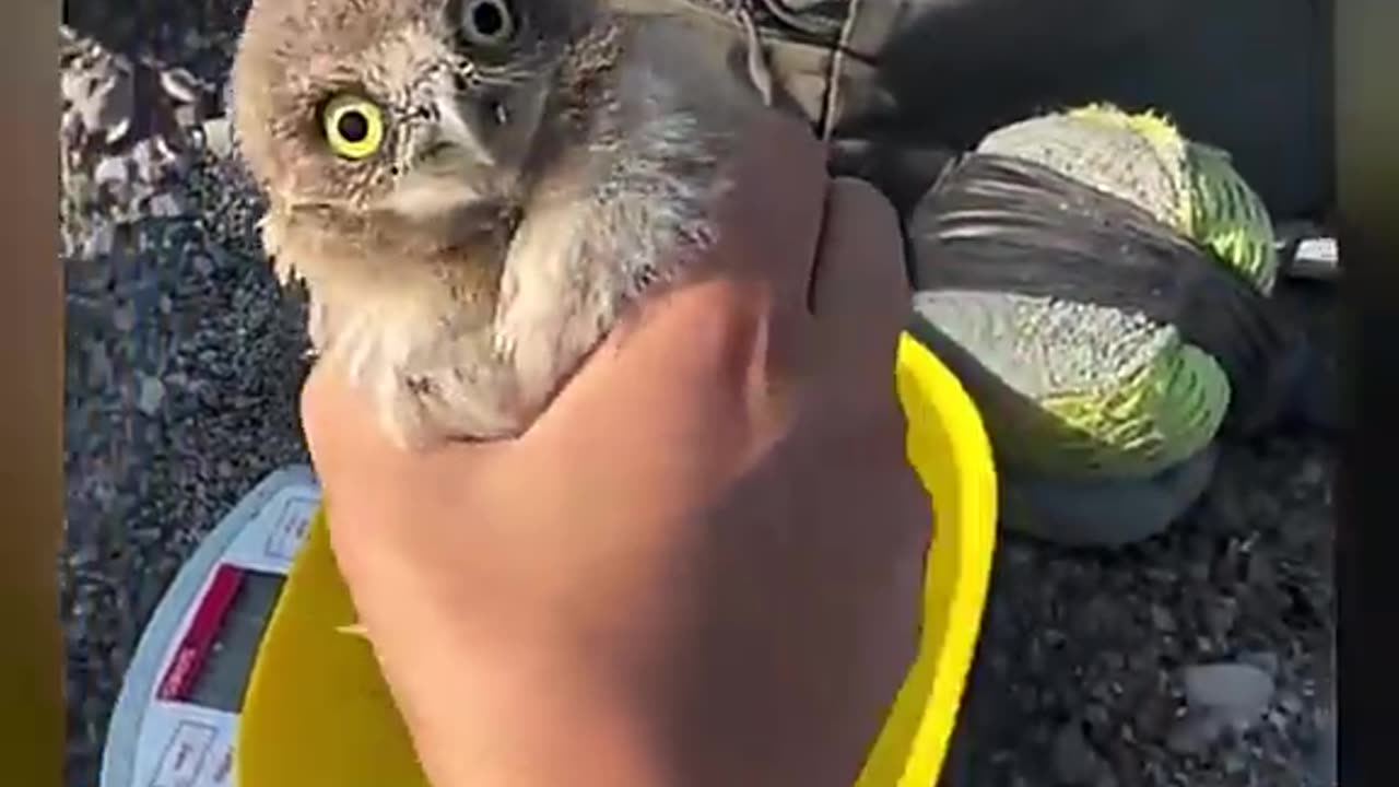 Baby Owl Has NO Survival Instincts