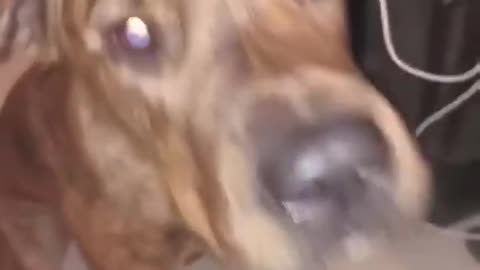 funny animals compilations 5