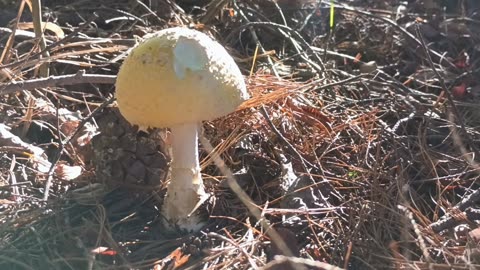 Mushroom