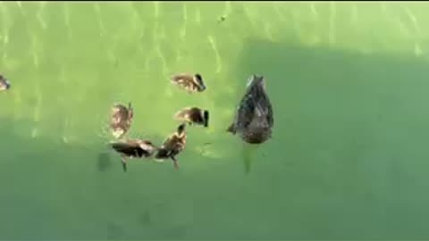 Duck and ducklings