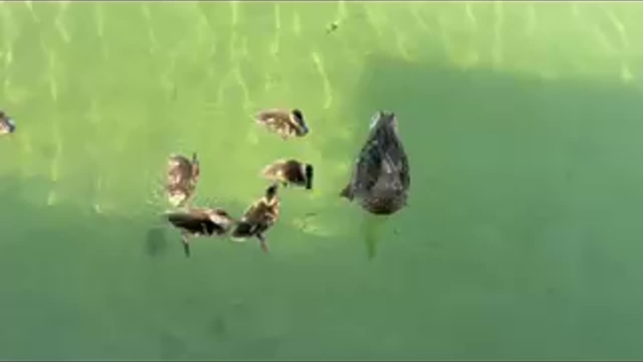 Duck and ducklings