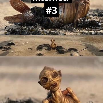 You won’t believe this mermaid caught on camera! 🌊🧜‍♀️