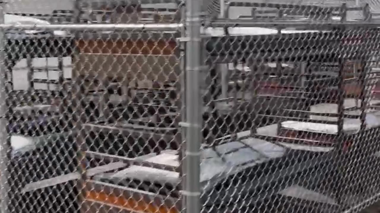 CHECK OUT ALLIGATOR ALCATRAZ!!