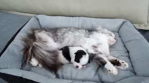 Cats suspect abandoned puppy!!