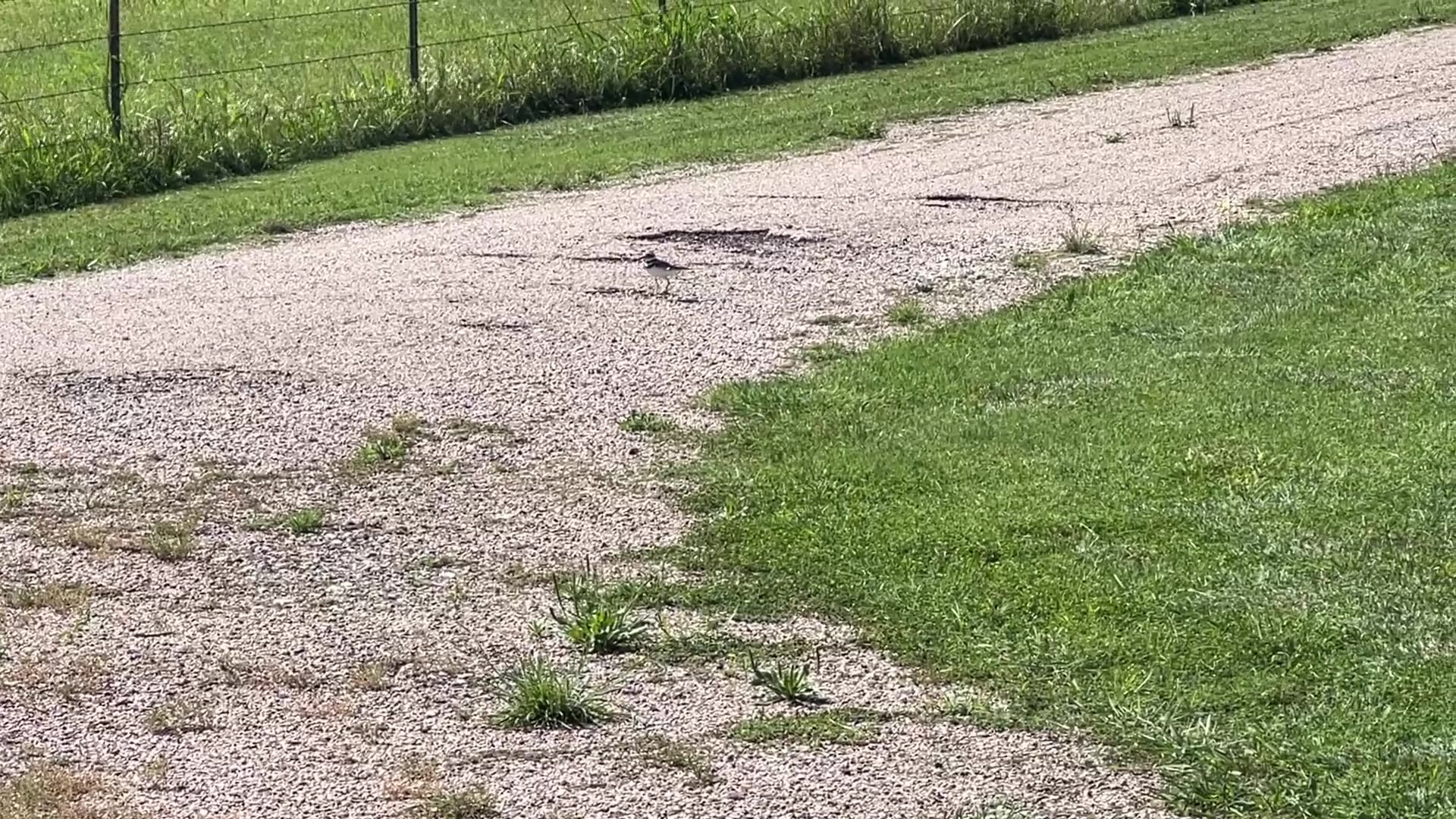 Caught A Killdeer Bird Protecting Their Eggs
