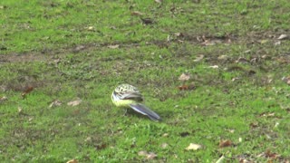 Rosellas About at Jaya