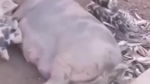 🐶🐱 You Won't Believe This Unlikely Friendship! | FunFM