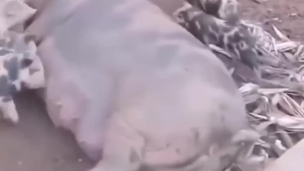 🐶🐱 You Won't Believe This Unlikely Friendship! | FunFM