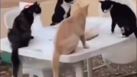 😹🐈 Cat Mafia: The Purrfect Meeting | FunFM